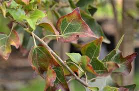 Image result for Thespesia acutiloba