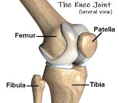 Great for halloween, or anytime of the year. Knee Bones Guide Anatomy Function Injuries Knee Pain Explained