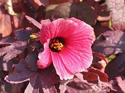Image result for Hibiscus Red 2017 Vito