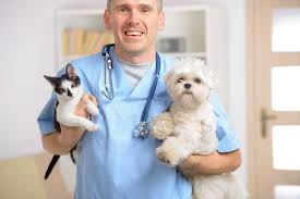 Veterinary specialty center of seattle. Intermountain Pet Hospital Blog Animal Hospital Near Me 2