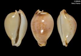 Image result for Nesaea pedroi