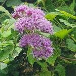Image result for Vernonia brachycalyx