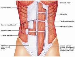 Anterolater Abdominal Wall And Groin Flashcards Proprofs Best Core Workouts Lower Ab Workouts Abs Workout