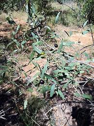 Image result for Rhoicissus revoilii