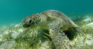 The primary global threat to hawksbills is habitat loss of coral reef communities. Why Sea Turtles Are Important Sea Turtle Camp