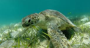 As fishing activity expands, this threat is more of a problem. Why Sea Turtles Are Important Sea Turtle Camp