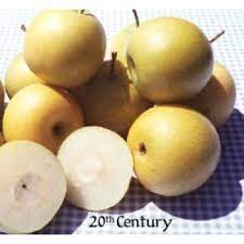 Good pruning, spraying and thinning practices go a long way. Pear Trees For Sale Asian Pear Trees From Paradise Nursery