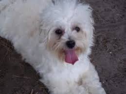 Bennie was rescued from a high kill shelter in southern california. Adopt Penelope On Petfinder Havanese Dog Pets Havanese Puppies