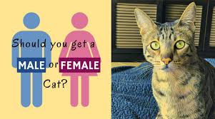 How old should they be when you seperate them from their mother. Should You Get A Male Cat Or A Female Cat Kitty Loaf
