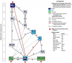 What Are The 4 Steps Of Nitrogen Cycle Earth How