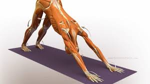 This asana can be practiced by any beginner too and with all its benefits, one should include it as a part of daily yoga practice. Adho Mukha Svanasana Downward Facing Dog Pose Exploration Gaia