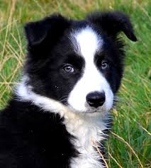 Look at pictures of border collie puppies who need a home. Border Collies Border Collie Puppies For Sale Border Collie Info U K