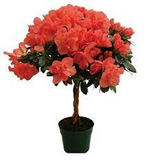 6 Keepsake Azalea Tree Coral 4 Pk Sam S Club Azalea Flower Azaleas Azalea Shrub