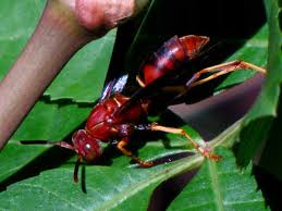 And when you get too many tarantula hawk wasps in your house introduce bullfrogs to eat them. Types Of Wasps Pictures And Identification Green Nature