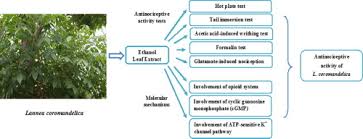 Image result for Lannea humilis