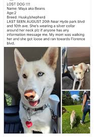 Lost 15/10/25 High Wycombe HP15 Pls download the FREE app  www.loststolendog.com