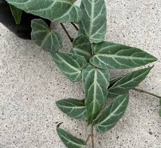 Image result for Cissus glaucophylla