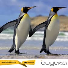 Erkek Penguenlerin Asik Oldugu Zaman Tum Sahili Gezip En Guzel Cakil Tasini Bulup Disi Penguene Hediye Ettigini Bili Kral Penguen Penguen Cok Sirin Hayvanlar