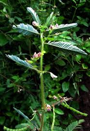 Image result for Aeschynomene sp. E