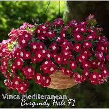 Beli produk tanaman bunga vinca berkualitas dengan harga murah dari berbagai pelapak di indonesia. Benih Bunga Vinca Mediternean Burgundy Halo F1 Shopee Indonesia