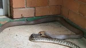 Resultado de imagem para rolo de cobra