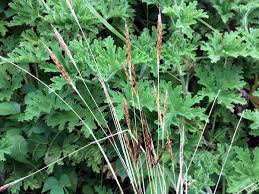 Image result for Eulalia aurea