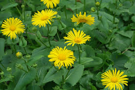 Image result for Dopatrium dortmanna