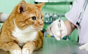 Male cats mark their territory more often than females. Pin On Cats