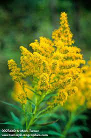 Solidago Canadensis Canada Goldenrod Wildflowers Of The Pacific Northwest Wild Flowers Canadensis Landscape Projects