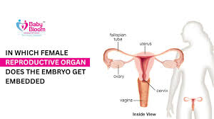 Image result for female sex organ