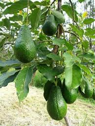 Epingle Par Jocebu Sur Suriname Photos De Fruits Et Legumes Legume Exotique Avocatier