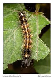 The back of this moth caterpillar has yellow and black stripes running down its length. Red Headed Hairy Caterpillar Krishna Mohan Photography