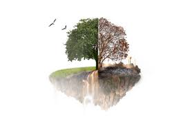 A tree with half dead and half in leaf in a graveyard representing health and disease of man. Island In The Sky To The Tree Was Burned To Death In Half And Stock Photo Picture And Royalty Free Image Image 82734340