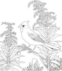 Northern Cardinal And Goldenrod Kentucky Bird And Flower Coloring Page From Goldenrod Category Bird Coloring Pages Coloring Pages Winter Flower Coloring Pages