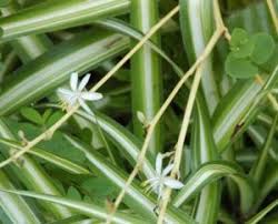 Image result for Anthericaceae