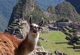 At higher altitude levels, few animals and plants can survive because of the llamas are relatives of the camel family. The Camelids Of Peru Enigma Blog