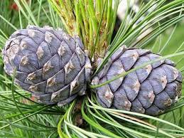 Image result for Pinus