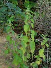 Image result for Leucas martinicensis