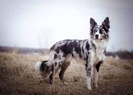 Ego 1 Year Old Blue Merle Border Collie Endeavorsofego On Ig Merle Border Collie Border Collie Blue Merle Cattle Dogs Mix