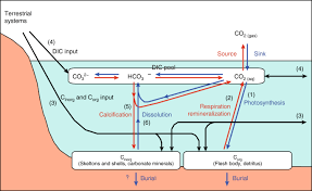The Future Of Blue Carbon Science Nature Communications