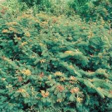 Image result for Mimosa pigra