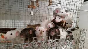 (dumbo rats' ears are on the sides of their pet stores: Pet Dumbo Rats For Sale Milton Keynes Buckinghamshire Pets4homes