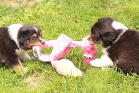 Find australian shepherd puppies in canada | visit kijiji classifieds to buy, sell, or trade almost anything! Catalina Australian Shepherds Aussies Colorado