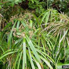 Image result for Cyperus karisimbiensis