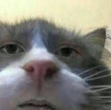 Pin By Maiden On Reaction Pictures Cute Memes Cartoon Memes Cat Memes