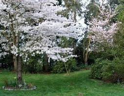 Fiori bianchi, albero, fiori, piante, albero, bianco, fiori, gratis, immagine non protetta da copyright. Alberi Da Fiore Piante Da Giardino Caratteristiche Alberi Da Fiore