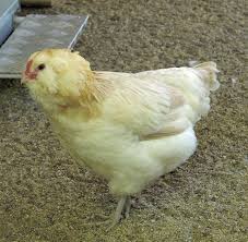 They will follow you around the garden, talking to you if they think you have some treats for them! Everything You Need To Know Of The Amazing Breed Of Americana Chicken Or Ameraucana In 2021 Poultry Feed Formulation