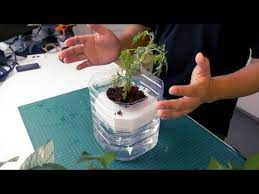 Hidroponik Guna Botol Minyak Kitar Semula Youtube