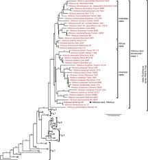 Image result for Hibiscus sidiformis