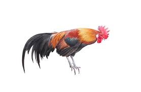 Oh there may be some chasing and fighting at first. 3 679 Rooster Fight Stock Photos And Images 123rf